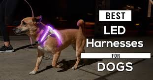 The Best Led Light Up Dog Harnesses In 2020 Pet Dog Pals