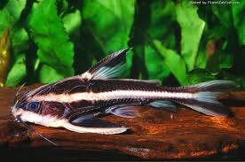 Black And White Spotted Catfish Striped Raphael Catfish Platydoras Armatulus Aquarium Fish Aquarium Catfish Catfish