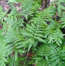 Image result for Thelypteridaceae