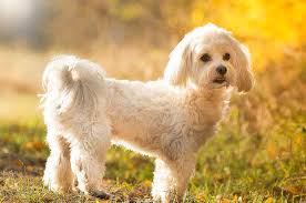 Maltese Terrier Cinsi Kopek Evcil Hayvan Market