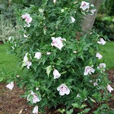 Image result for Hibiscus syriacus ´Pink Chiffon