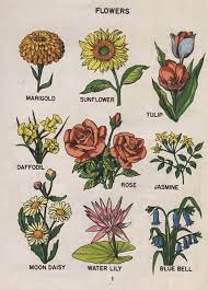 Ranging from short to tall, and featuring almost every color of the rainbow, these cheery flowers are a great fit for your garden or cut to display in your home. Flowers Guide List Of A Variety Of Colorful Drawings