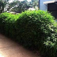 We did not find results for: Chinese Dwarf Bambusa Guangxiensis Byronbaybamboo