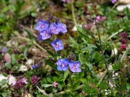 We did not find results for: Fiori Di Montagna