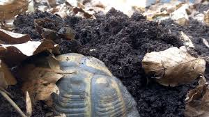 Habe seit märz eine breitrandschildkröte die ist jetzt zwei jahre alt. Schildkroten Kontrolle Wahrend Der Winterstarre Youtube