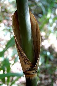 Image result for Oreobambos