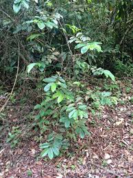 Image result for Artabotrys stolzii