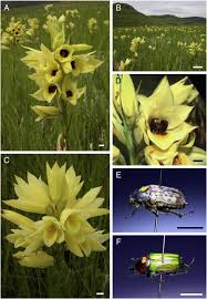 Image result for Nidorella welwitschii