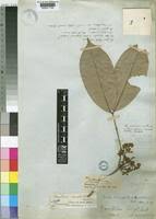 Image result for Anthonotha macrophylla