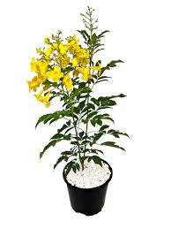 Image result for Tecoma stans