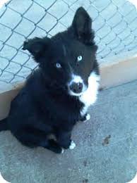 Kirkland Wa Border Collie Husky Mix Meet Hendricks A Puppy For Adoption Http Www Adoptapet Com Pet Border Collie Husky Mix Collie Mix Husky Collie Mix