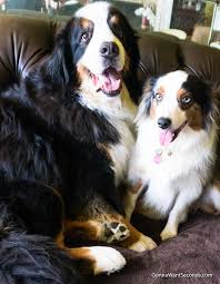 Résultat de recherche d'images pour "sock it to me cake wikipedia"