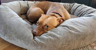 Browse our dog beds now for the highest quality beds. Majestic Suede Bagel Dog Bed 2021 Reviews By Wirecutter