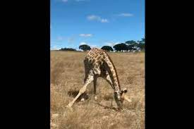 Maybe you would like to learn more about one of these? Ever Seen A Giraffe Eating Grass This Viral Video Has People Sharing All Kind Of Jokes On The Animal