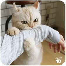 Image result for adorable cat