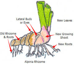 Image result for Dictyophleba lucida