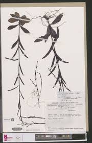 Image result for Buchnera leptostachya