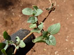 Image result for Alternanthera caracasana
