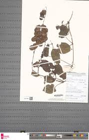 Image result for Thomandersia laurentii