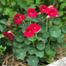 Niki Jabbour On Instagram On Day 4 Of My Garden Adventcalendar I Present Baby Rose Nasturtium This Unique Variety Is A Miniature Ver Nasturtium Rose Garden