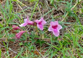 Image result for Dicerocaryum senecioides