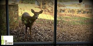 How to keep deer from your garden. Controlling Deer In Your Garden Milorganite