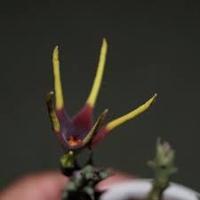 Image result for Orbea lugardii