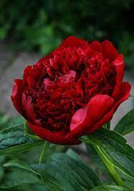 Peony Red Charm Beautiful Flowers Amazing Flowers Flowers