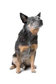 Breed Info Veterinarians Niwot Colorado Left Hand Animal Hospital