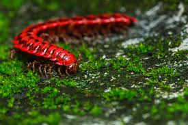 It can lower the moisture content from your garden and keep bugs or pests away. Millipede Control What You Need To Know Terminix