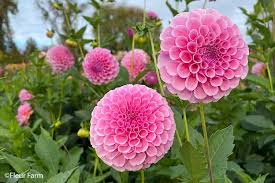 Image result for Stolzia