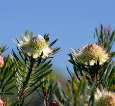 Image result for Protea argyrea