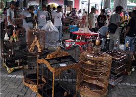 Menampilkan 22 sangkar cungkok dari berbagai forum jual beli. Galeri Gambar Pakde Karwo Cup Iii Di Surabaya Om Kicau