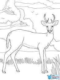 Whitetail Deer Coloring Page Free Printable Coloring Pages Inside White Tailed Deer Shenandoa Deer Coloring Pages Coloring Pages Free Printable Coloring Pages