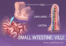 The human digestive system consists primarily of the digestive tract, or the series of structures and organs through which food and liquids pass during their processing into forms absorbable into the. Absorption And Elimination Digestive Anatomy
