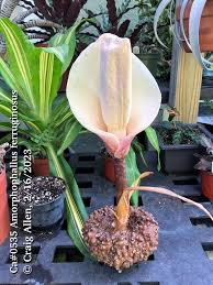 Image result for Amorphophallus abyssinicus