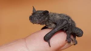 En voici la liste avec leurs représentants. Des Nichoirs A Chauves Souris Pour Contrer La Mouche De L Olive