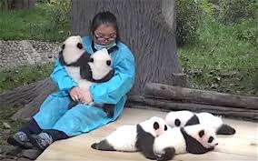 Watch the video explanation about how to be a professional cuddler: Help Wanted Professional Panda Cuddler We Re Not Joking Good News Network