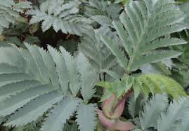 Image result for Melianthus major