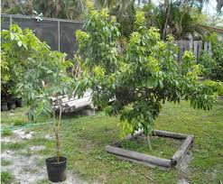 Generally speaking, warm climates promote faster tree growth, the same way colder climates promote slower tree growth. Lychee Growing Best Practices
