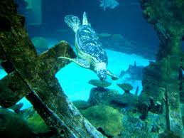 Sea Turtle At The Shark Reef Aquarium In Mandalay Bay Hotel Complex Las Vegas Mandalay Bay Hotel Mandalay Bay Reef Aquarium