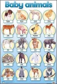 Baby Animals Wall Chart 9781920141660