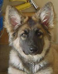 Real Issr Shiloh Shepherd Dog Image Only Shiloh Shepherd Dog Shiloh Shepherd German Shepherd Puppies