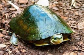 Asian Box Turtles Box Turtles