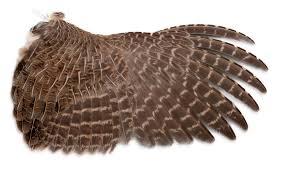 Bird Wings What S On A Wing Bird Wings Bird Game Birds