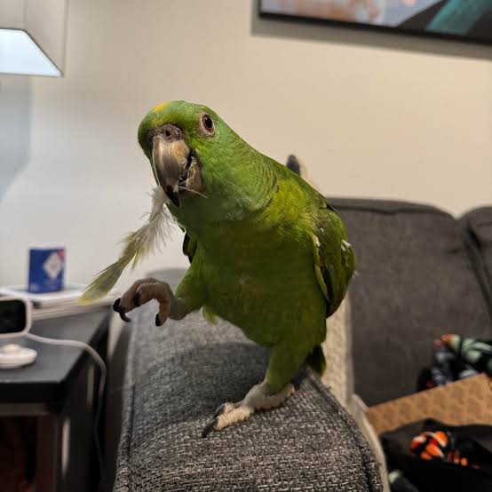 Amazon Gained 10% Of Her Weight in 10 Days : r/parrots