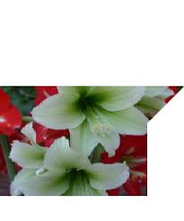 Image result for Cyrtanthus galpinii