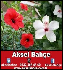 Cicek Fidesi Aksel Bahce