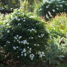 Image result for Tabernaemontana brachyantha