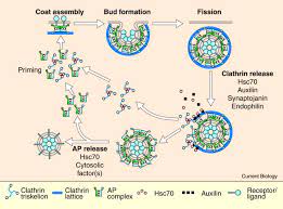 Clathrin was first isolated and named by barbara pearse in 1976. Clathrin Uncoating Auxilin Comes To Life Sciencedirect